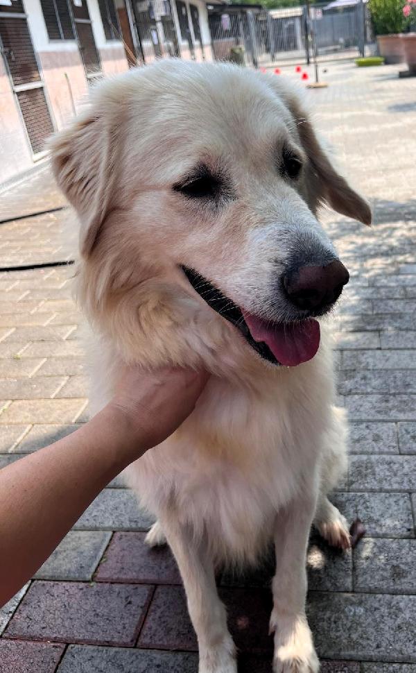 SALOMONE BELLISSIMO MAREMMANO Foto 2